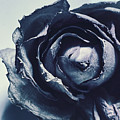 Blue Rose in Springtime by Joy Sussman