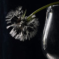 Dandelion Dark and Light by Joy Sussman