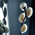 Pussy Willows in Shadow and Light by Joy Sussman