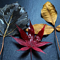 Three Autumn Leaves
