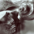 Three Seashells Darker
