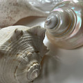 Three White Seashells